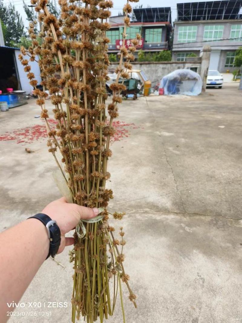 益母草药厂工艺