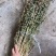 益母草药厂工艺