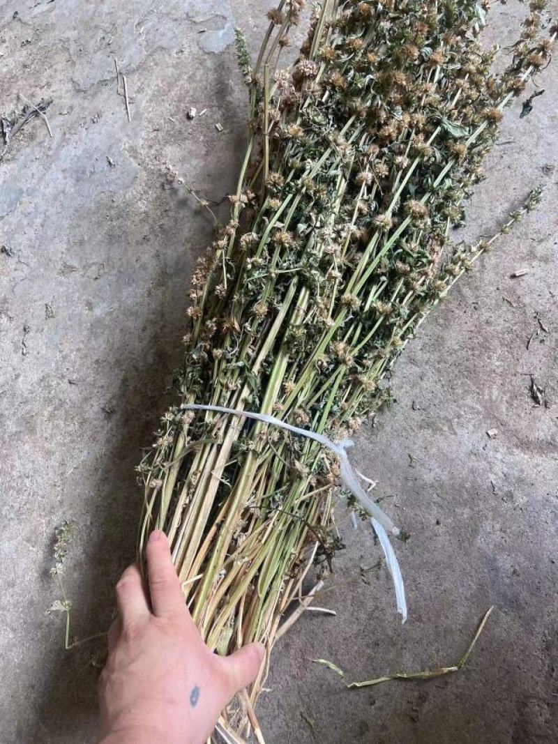 益母草药厂工艺