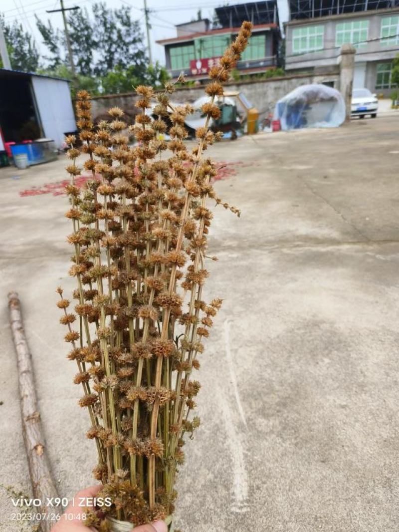 益母草药厂工艺