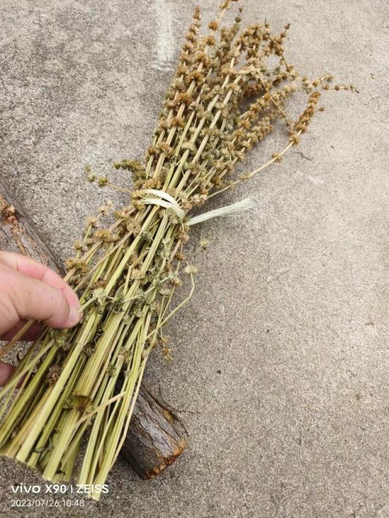 益母草药厂工艺