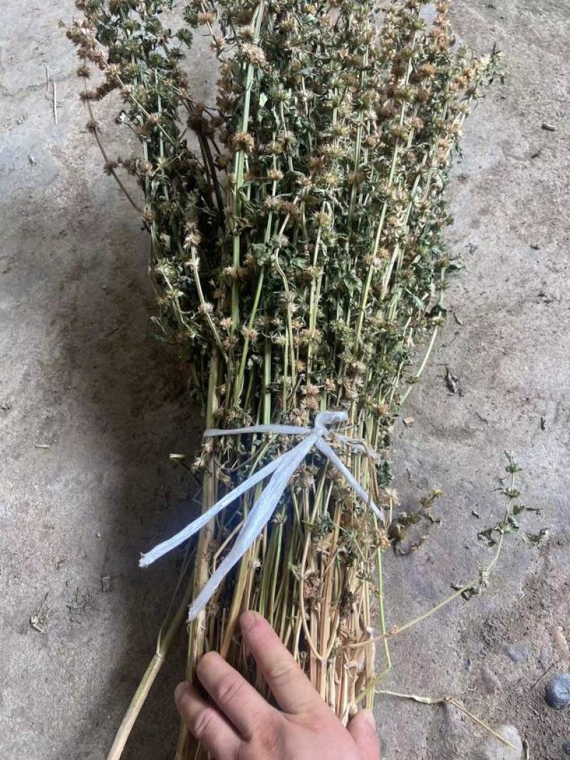 益母草药厂工艺