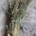 益母草药厂工艺