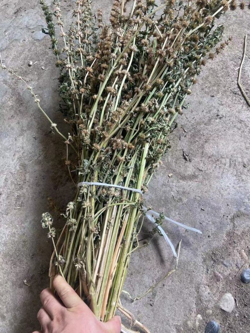 益母草药厂工艺