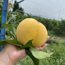 锦绣黄桃自家果园种植品质保障量大优惠欢迎来电☎️