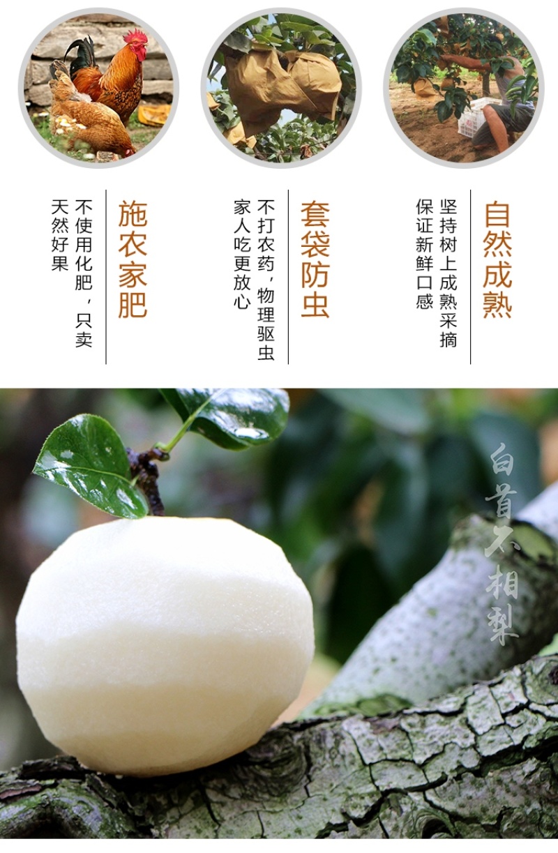 秋月梨礼盒正宗秋月梨送礼礼盒社区团购工厂福利