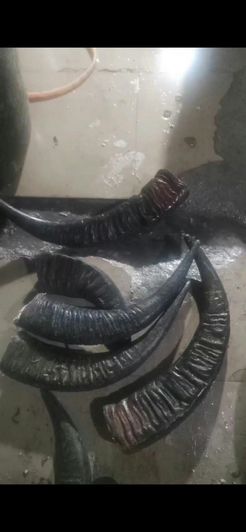 水牛角，水牛，水牛片，中药材，水牛角长期供应采购