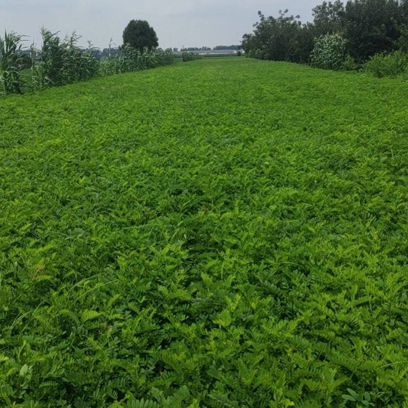 紫穗槐，刺槐，万亩基地常年供应，量大价优