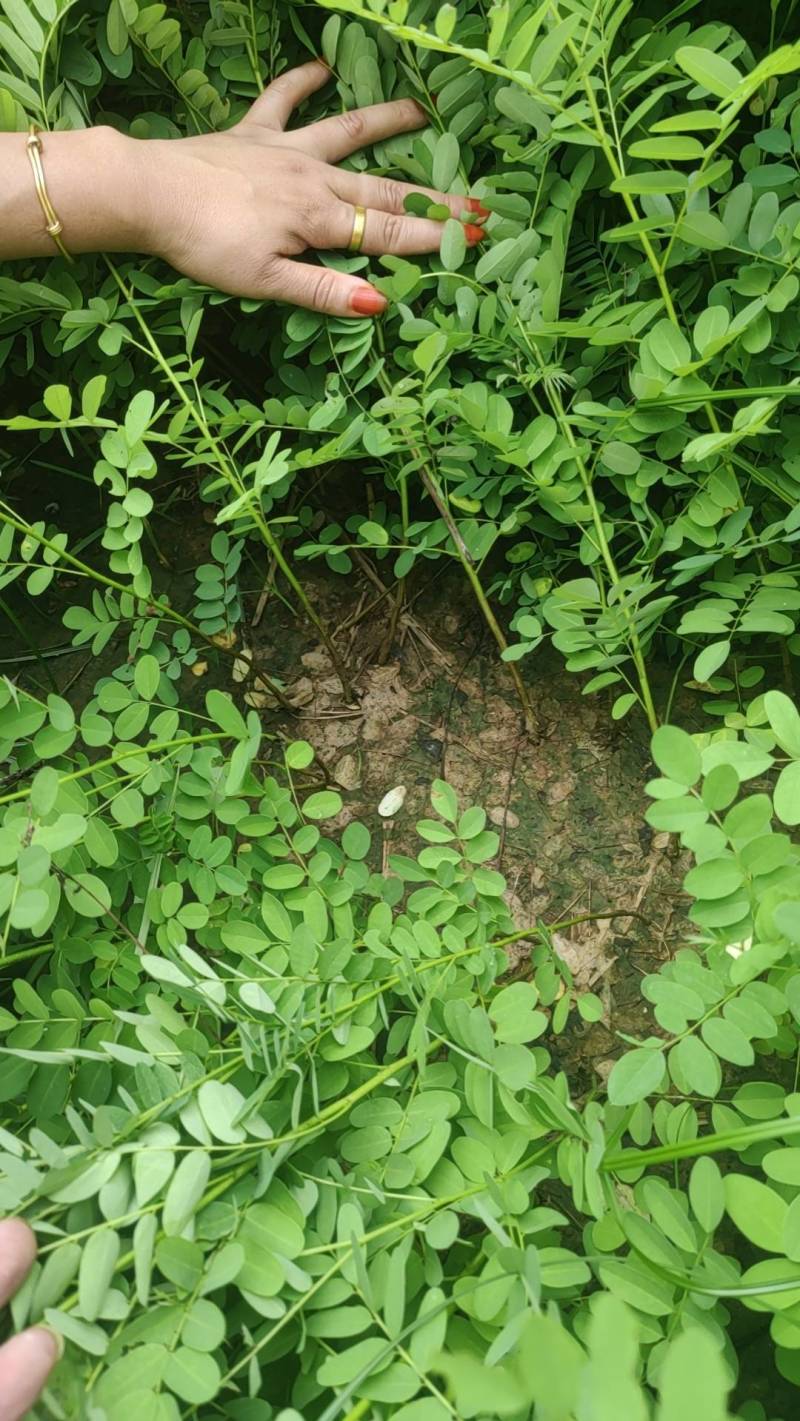 紫穗槐，刺槐，万亩基地常年供应，量大价优