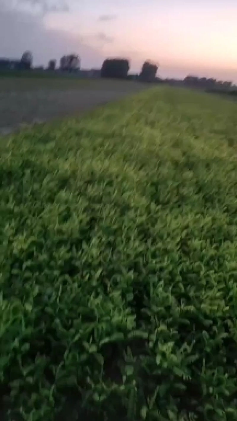 紫穗槐，刺槐，万亩基地常年供应，量大价优