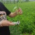 紫穗槐，刺槐，万亩基地常年供应，量大价优