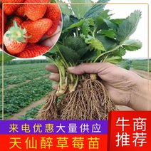 【精选】安徽天仙醉草莓苗产地直发货源充足欢迎致电