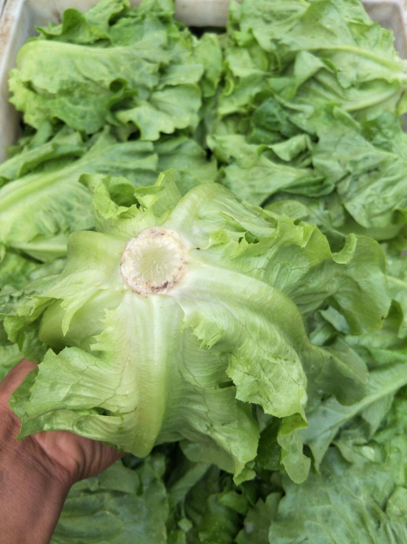 生菜意大利生菜万亩蔬菜基地对接全国欢迎来电合作☎️