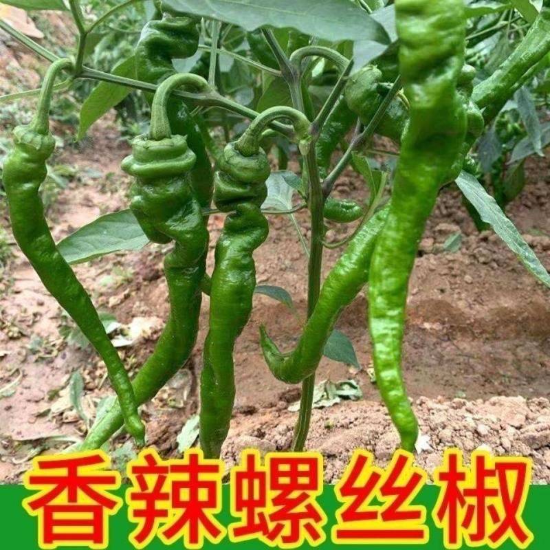 【实力】湖北长阳高山螺丝椒，大量上市，保质保量，欢迎采购