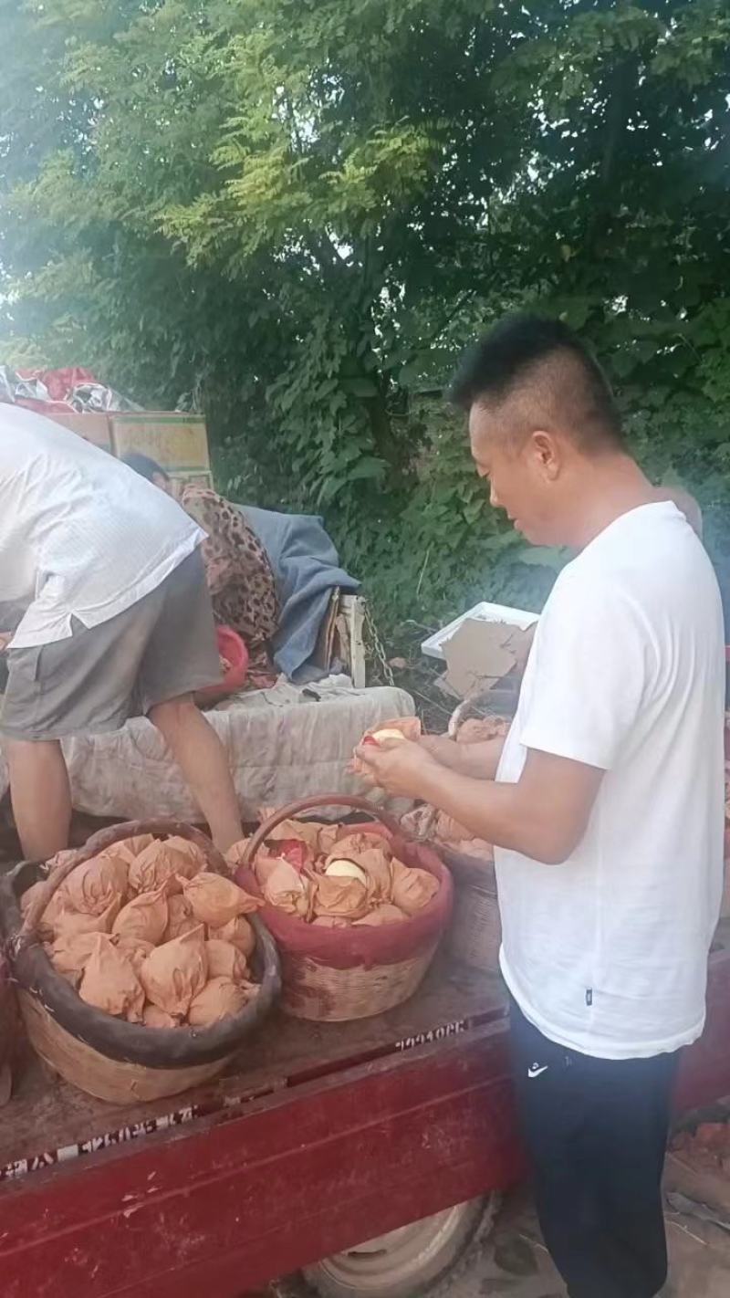 【蒲城酥梨】陕西优质蒲城酥梨，产地直发，全国供货，可视频看货