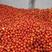 长阳高山海拔1500米西红柿大量有货，基地直供！