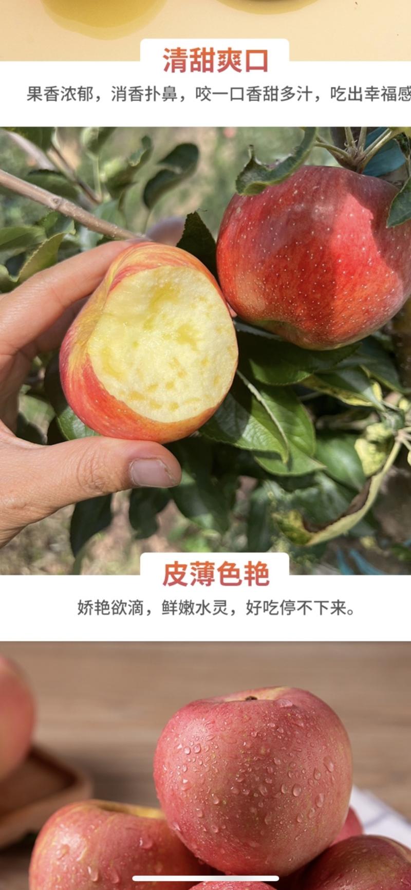 【一件代发】云南昭通红露苹果产地发货欢迎致电