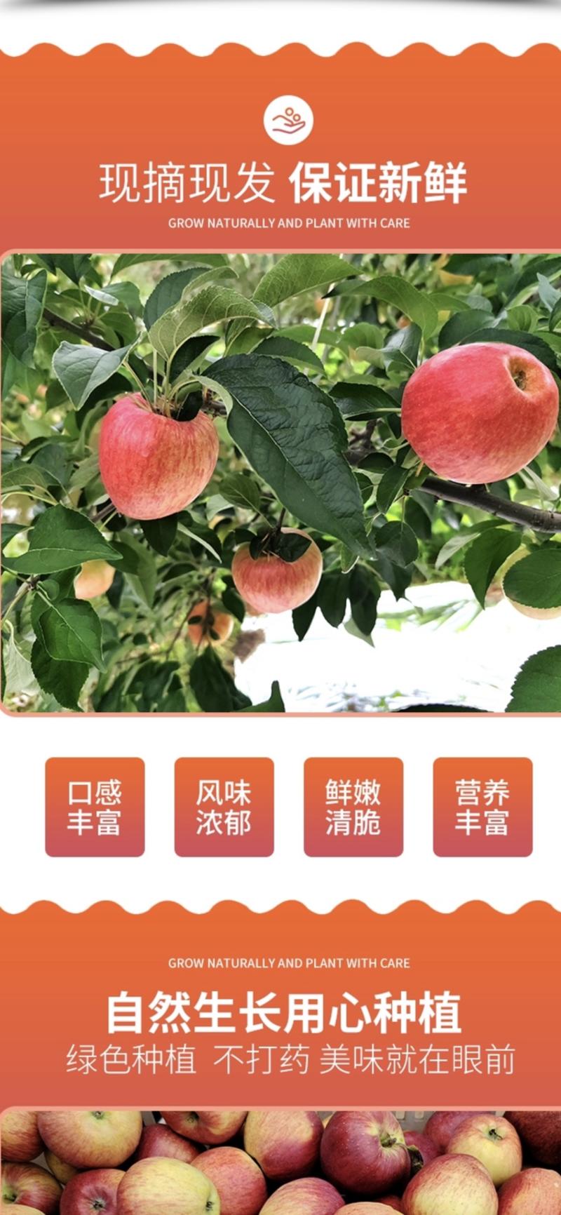 【一件代发】云南昭通红露苹果产地发货欢迎致电
