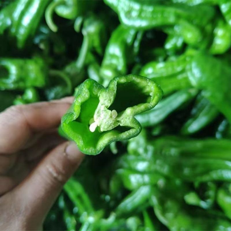 【推荐】湖北芜湖椒薄皮青椒，鲜辣椒，价格便宜，欢迎采购