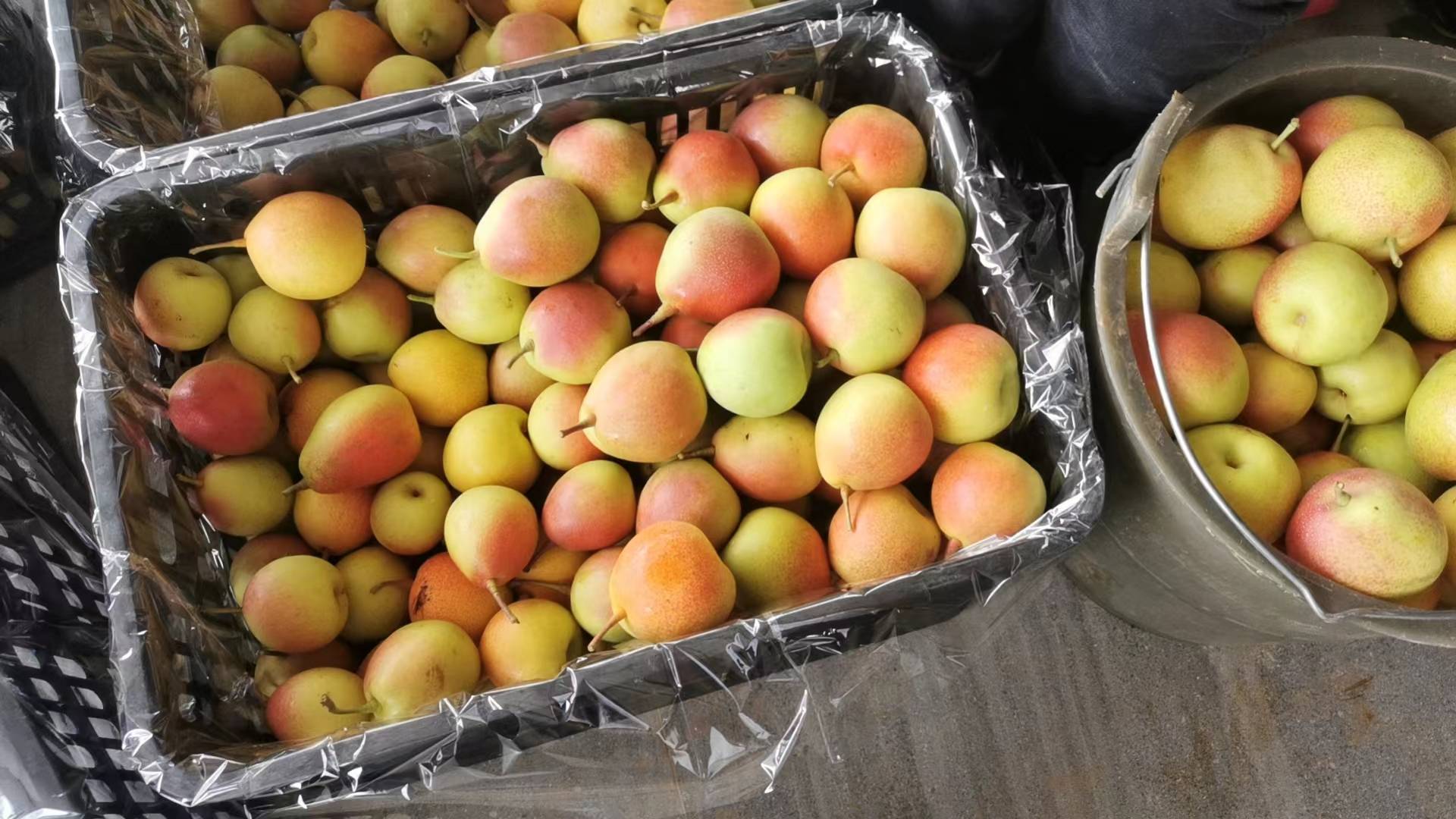 新鲜梨果实物图,展示自然蜡质层下的果皮光泽 新鲜梨果实物图