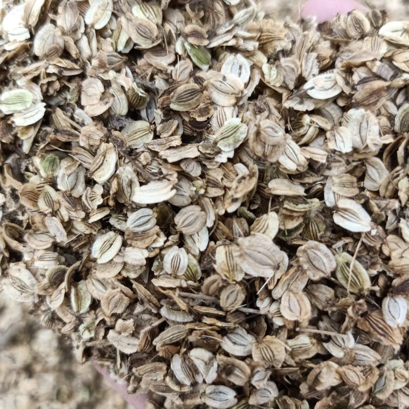 纯两年白芷种子包出包回收假一赔十