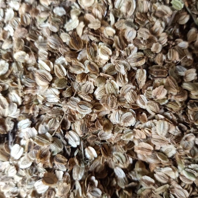 纯两年白芷种子包出包回收假一赔十