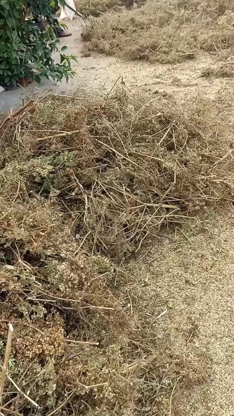 纯两年白芷种子包出包回收假一赔十