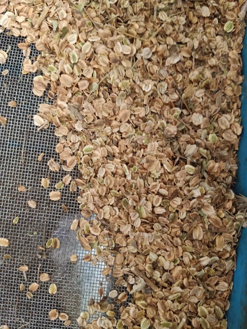 纯两年白芷种子包出包回收假一赔十