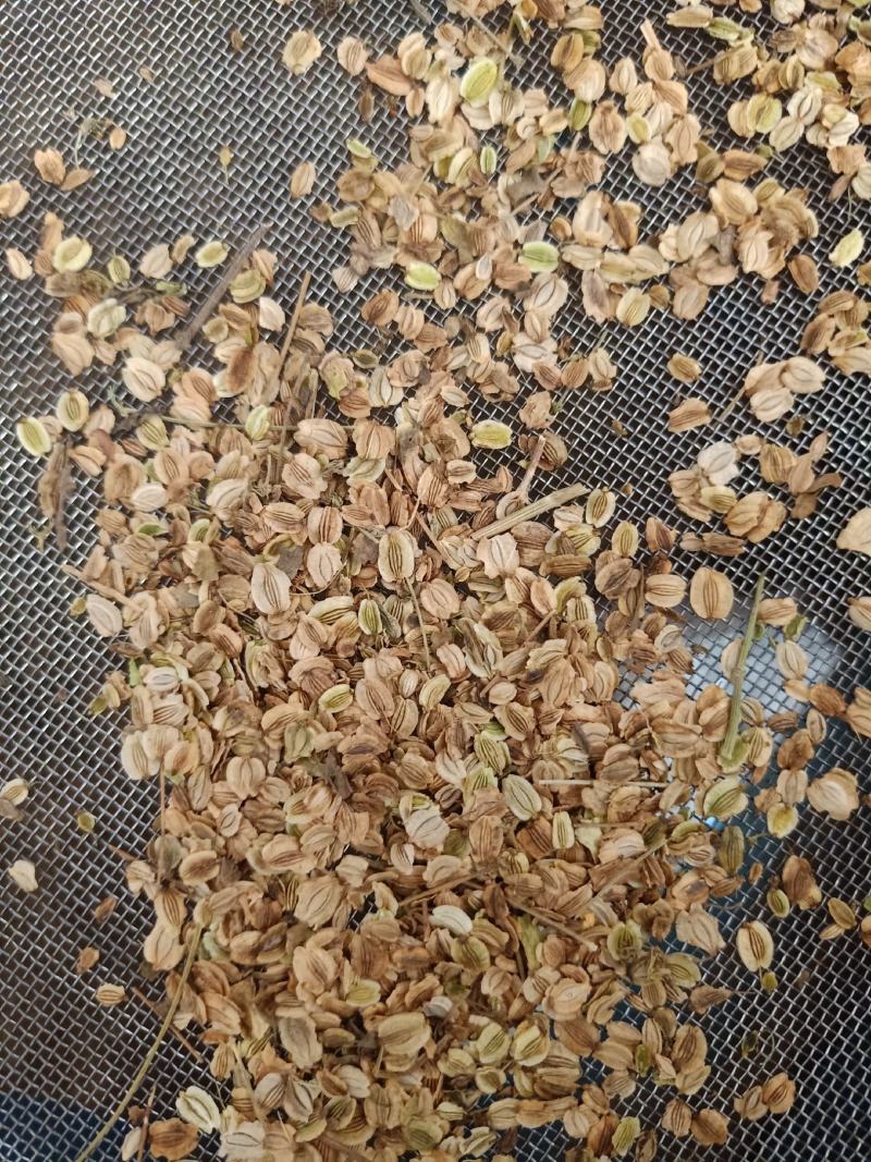 纯两年白芷种子包出包回收假一赔十