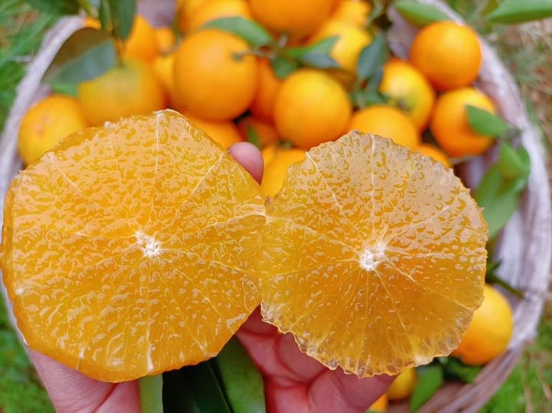 爱媛果冻橙28号果肉嫩滑无籽无渣支持供应批发市场社区团购