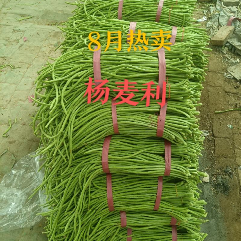 精品河南豆角长豆角青条豆角一手货源全国批发