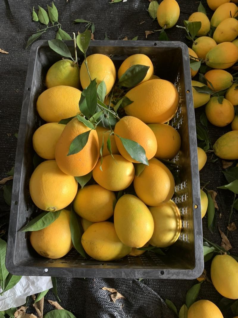 木瓜蜜丁橙纯甜无籽无渣产地代办批发市场社区团购电商平台