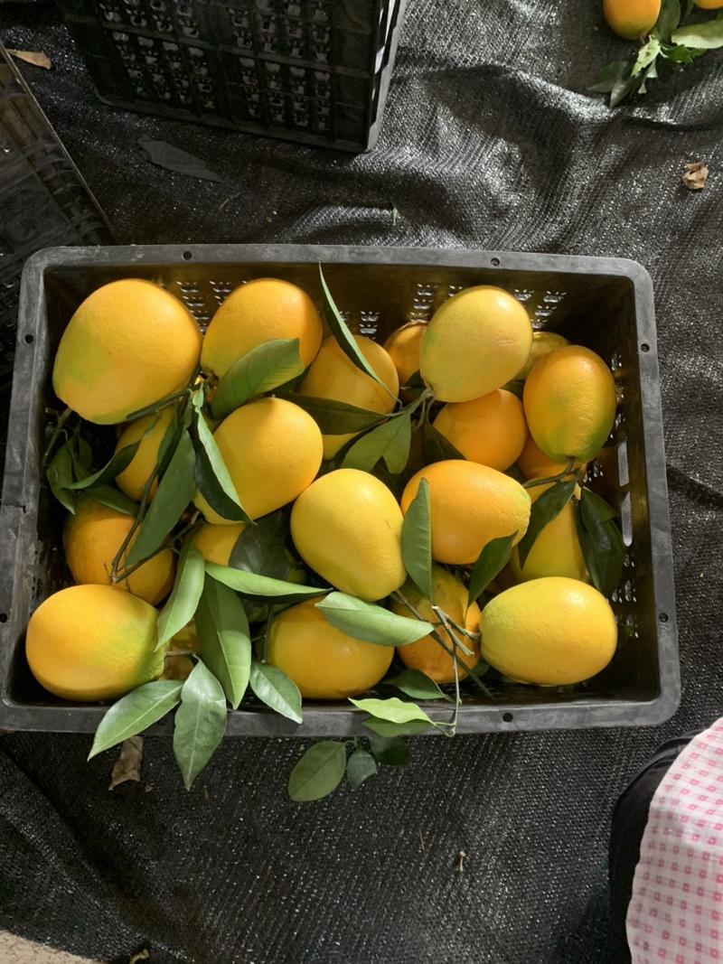 木瓜蜜丁橙纯甜无籽无渣产地代办批发市场社区团购电商平台