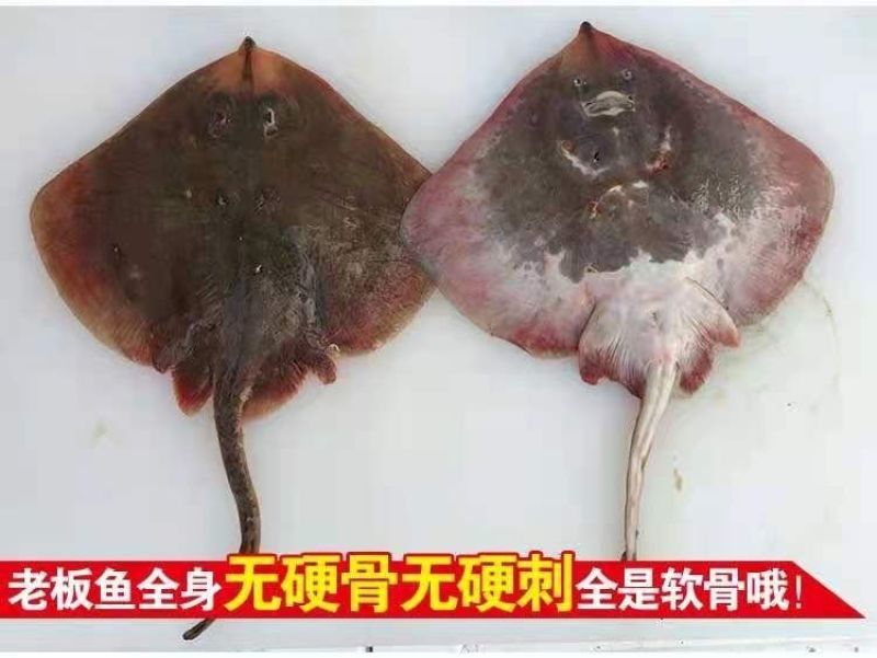 老板鱼孔鳐鱼老板鱼300/500500/1000100