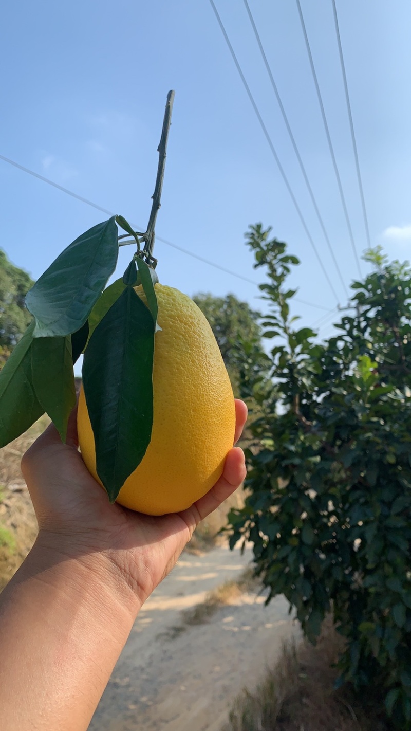 木瓜蜜丁橙纯甜无籽无渣产地代办批发市场社区团购电商平台