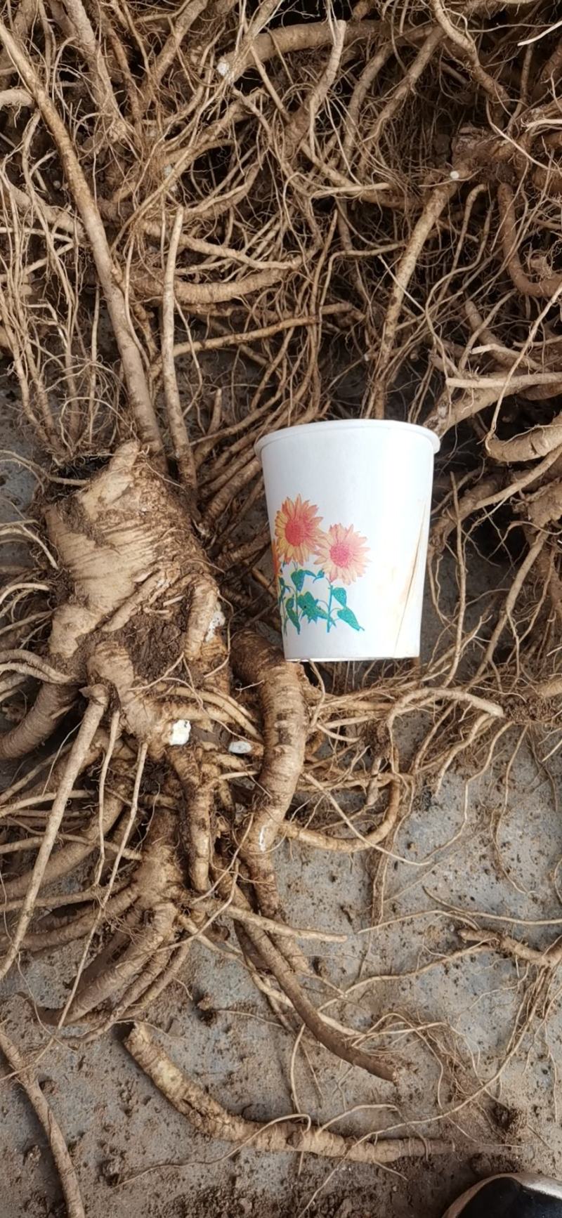 肉独活甘肃平凉华亭市肉独活量大优惠质量保证欢迎选