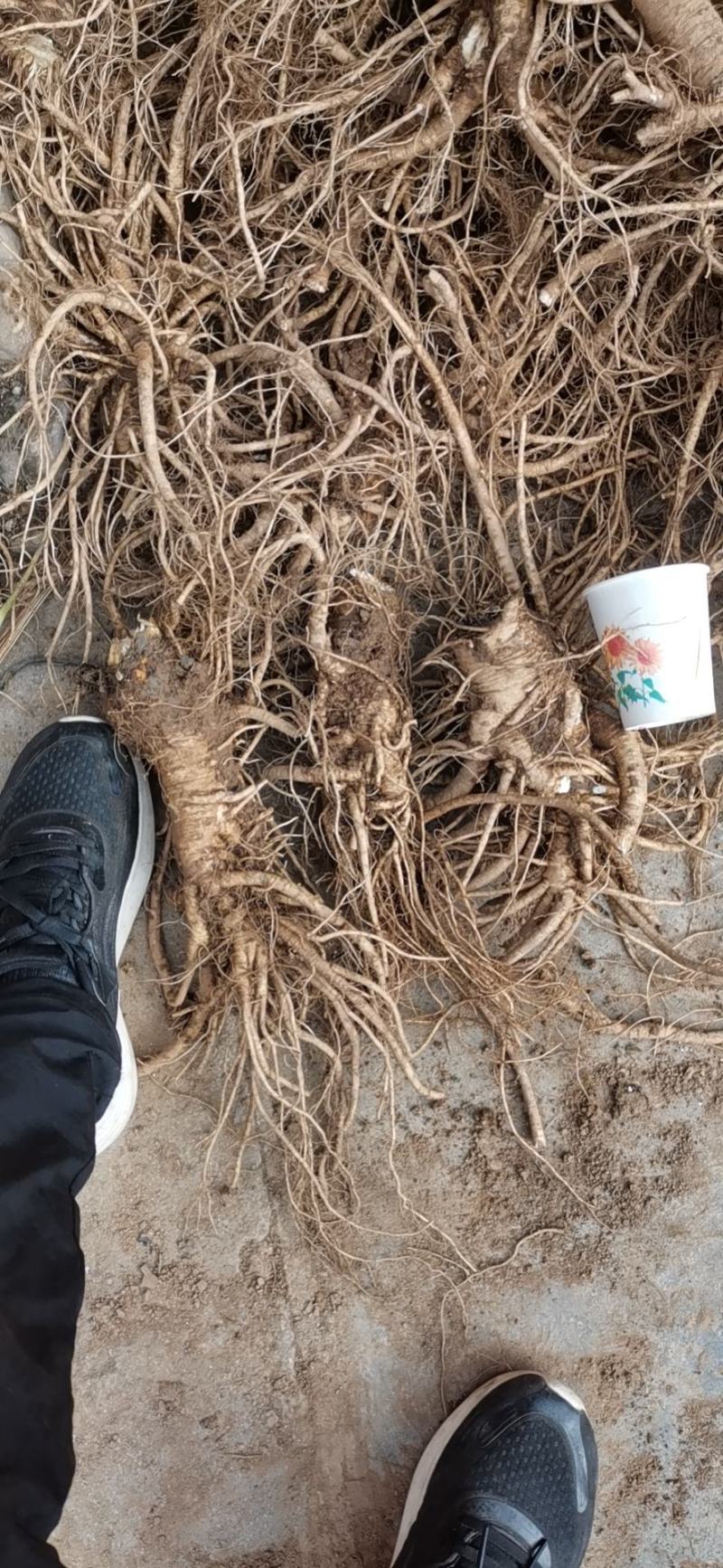 肉独活甘肃平凉华亭市肉独活量大优惠质量保证欢迎选