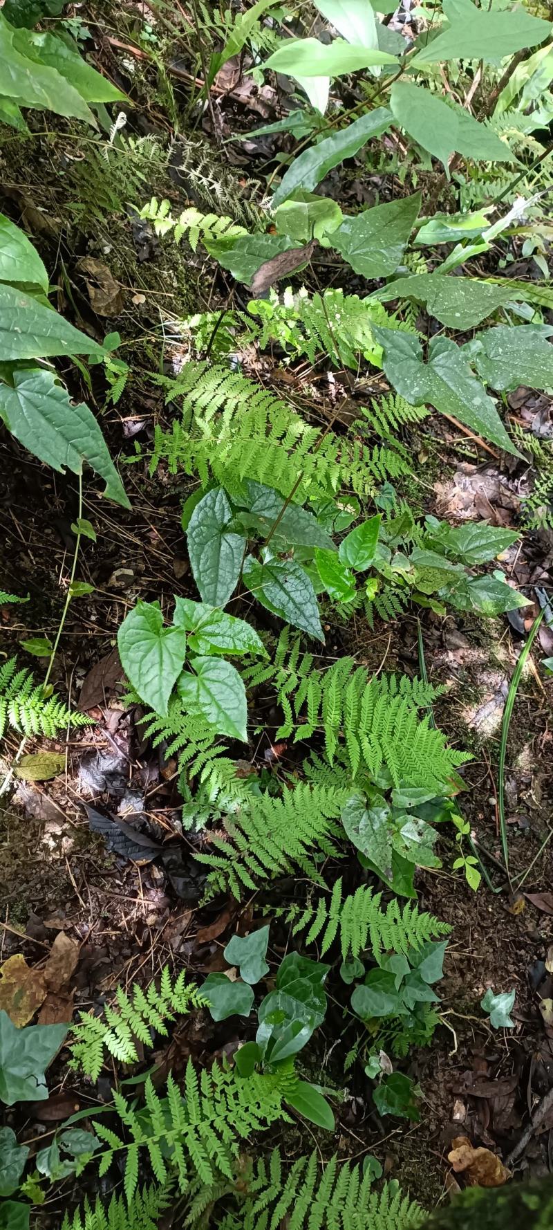 贵州野生淫羊藿现找现挖。