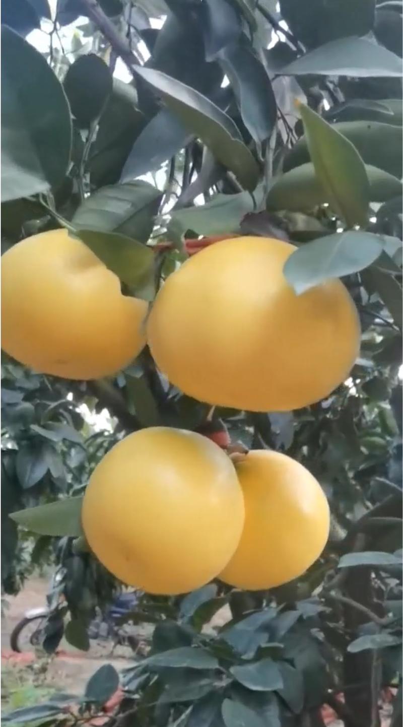爆汁葡萄柚适合社区团购电商平台水果批发市场档口