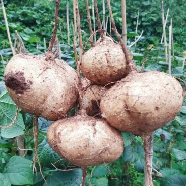 重庆酉阳地萝卜