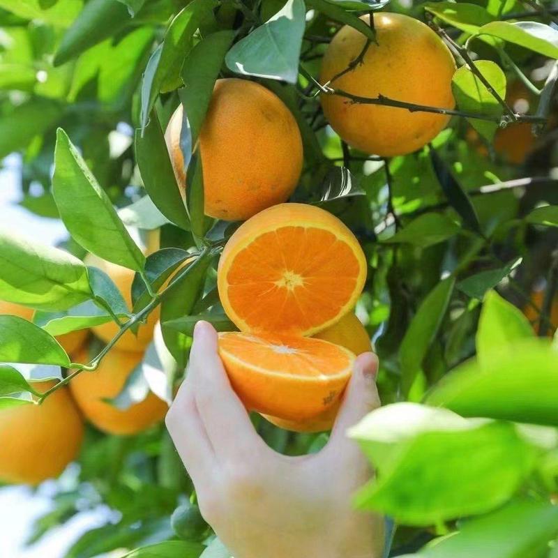 橙子湖北秭归夏橙果肉细嫩多汁农户一手货果园看货采摘