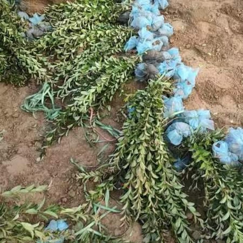 紫叶水腊