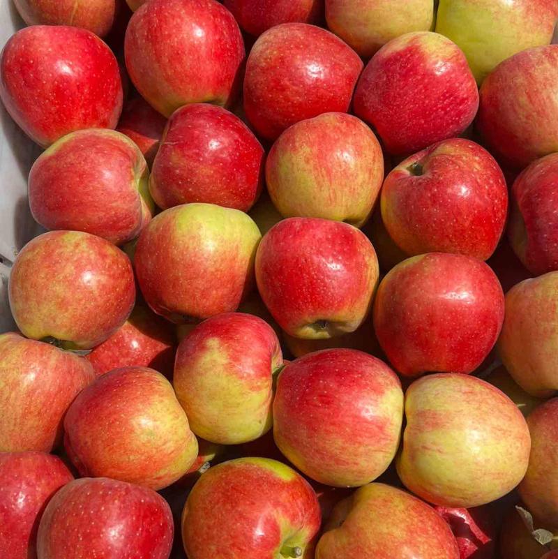 【保质保量】精品鲁丽苹果万亩果园直发可对接商超批发