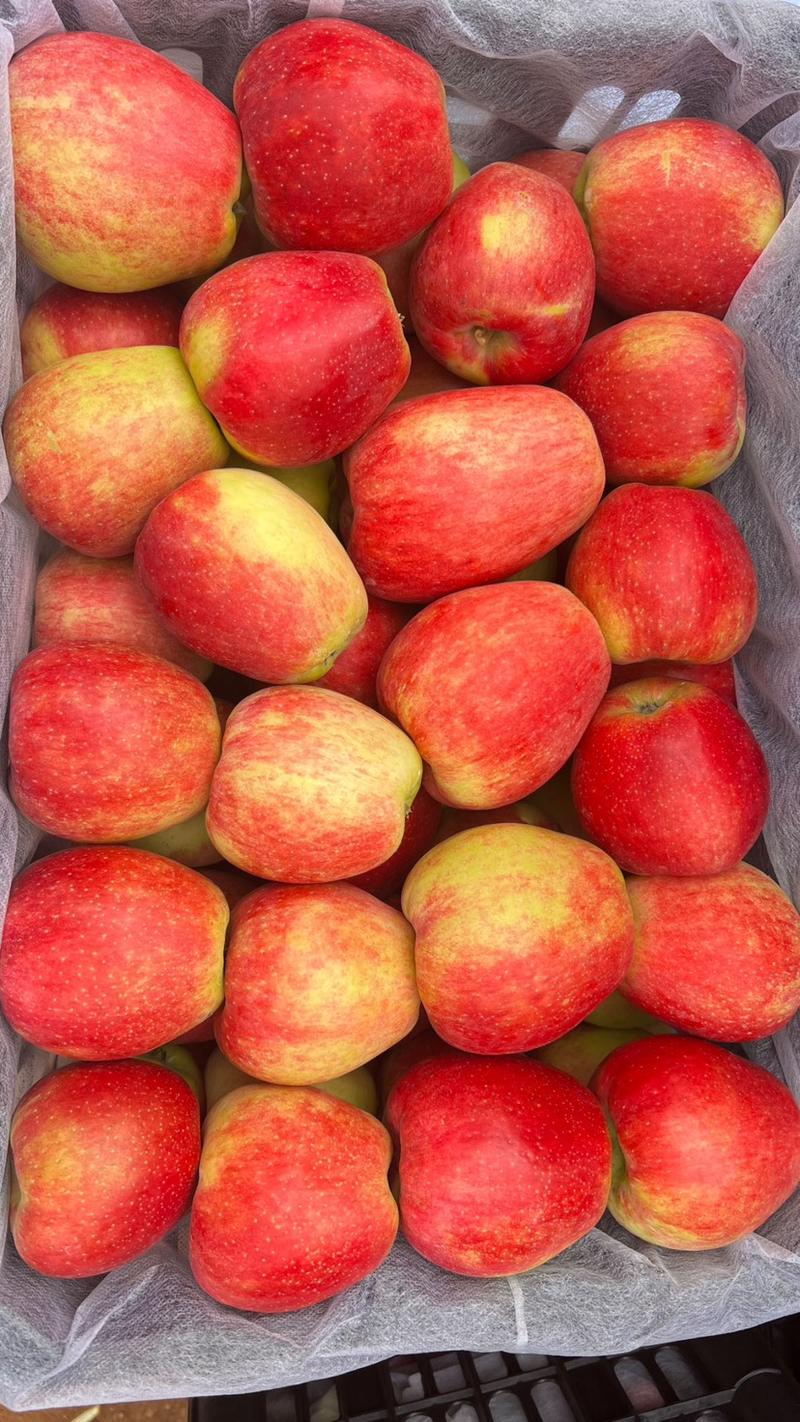 【保质保量】精品鲁丽苹果万亩果园直发可对接商超批发