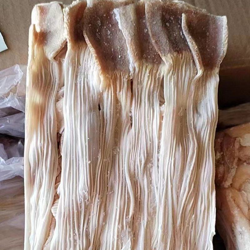 鸭食管