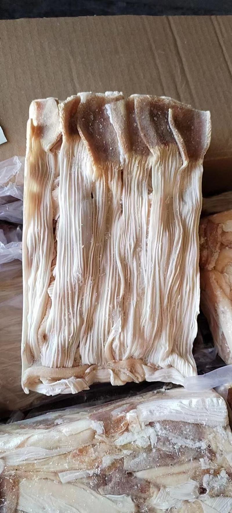 鸭食管