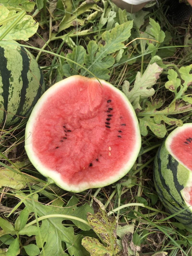 红米露天头茬瓜，皮薄，无上水无翻沙质量三包