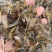 中药材黄蜻蜓绿蜻蜓一手货源，500克包邮