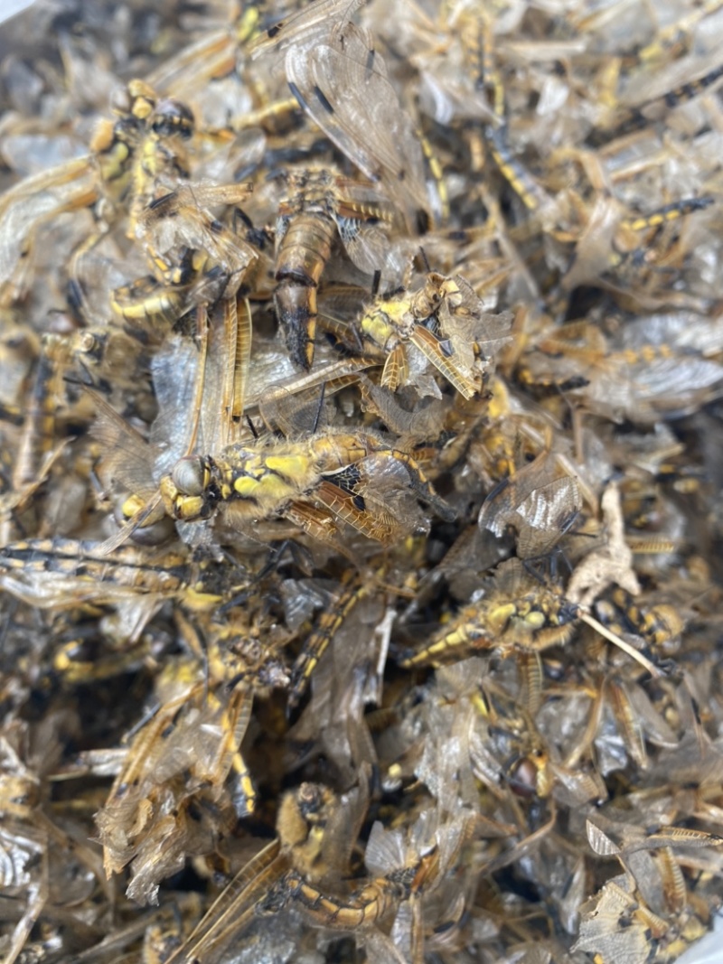 中药材黄蜻蜓绿蜻蜓一手货源，500克包邮