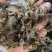 中药材黄蜻蜓绿蜻蜓一手货源，500克包邮